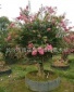 湖南紫薇树桩 紫薇盆景树苗 丛生多杆红花紫薇 规格齐全
